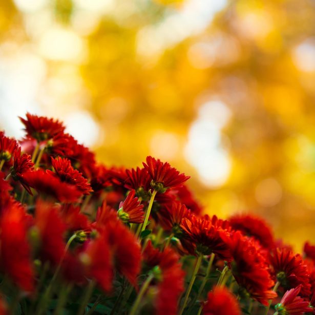 red chrysanthemums