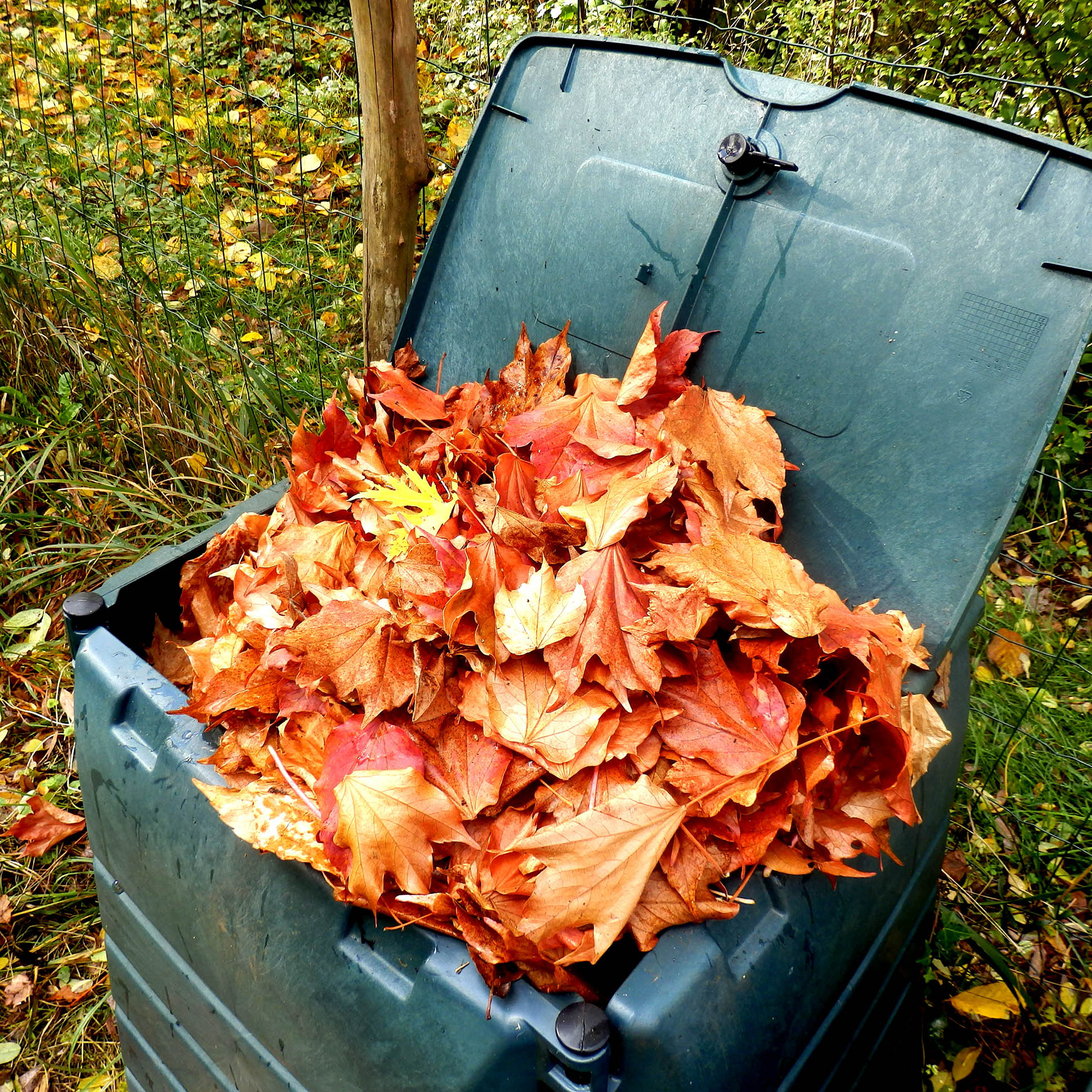 compost bin of fall leaves