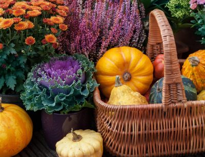 Stunning Fall Garden