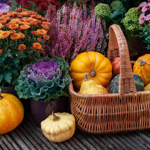 Stunning Fall Garden