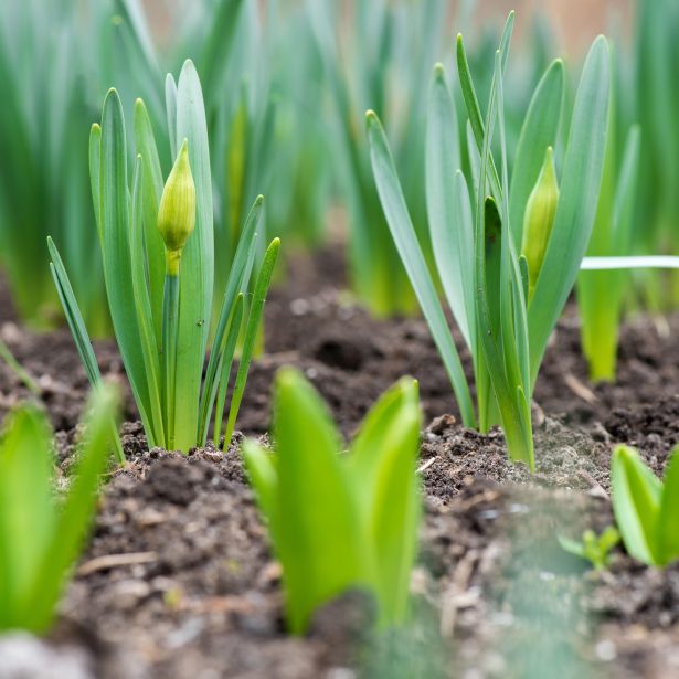 spring bulbs