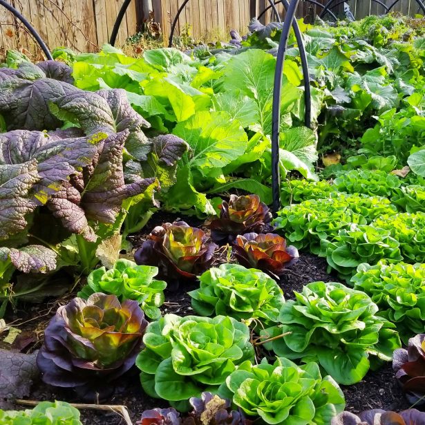 lettuce in the garden