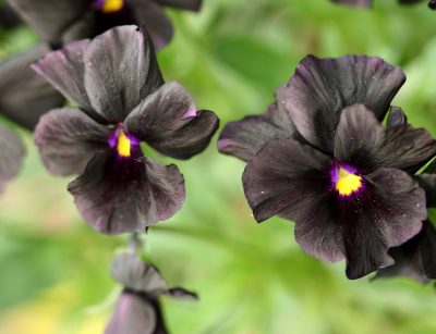 black pansies