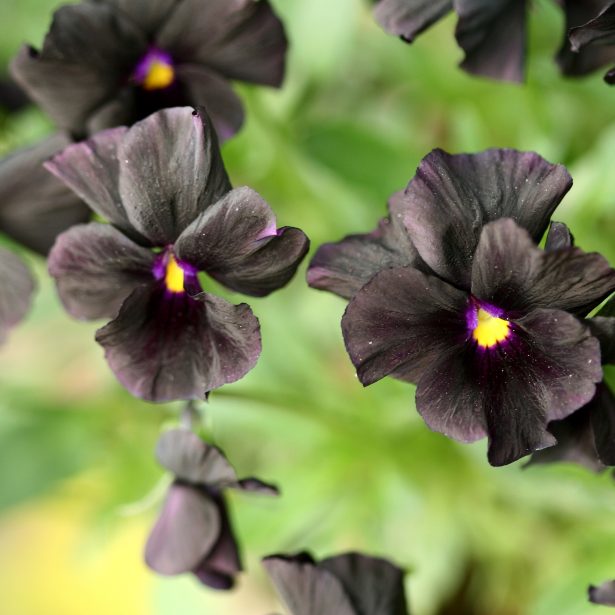 Awesome Black Plants for Halloween | McCabe's Landscape Construction