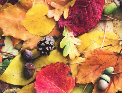 Gardener's November checklist