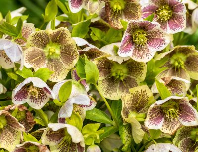 lenten roses