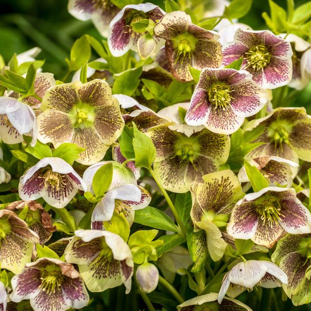 lenten roses