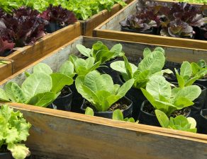 Fresh lettuce growing in Raised Beds