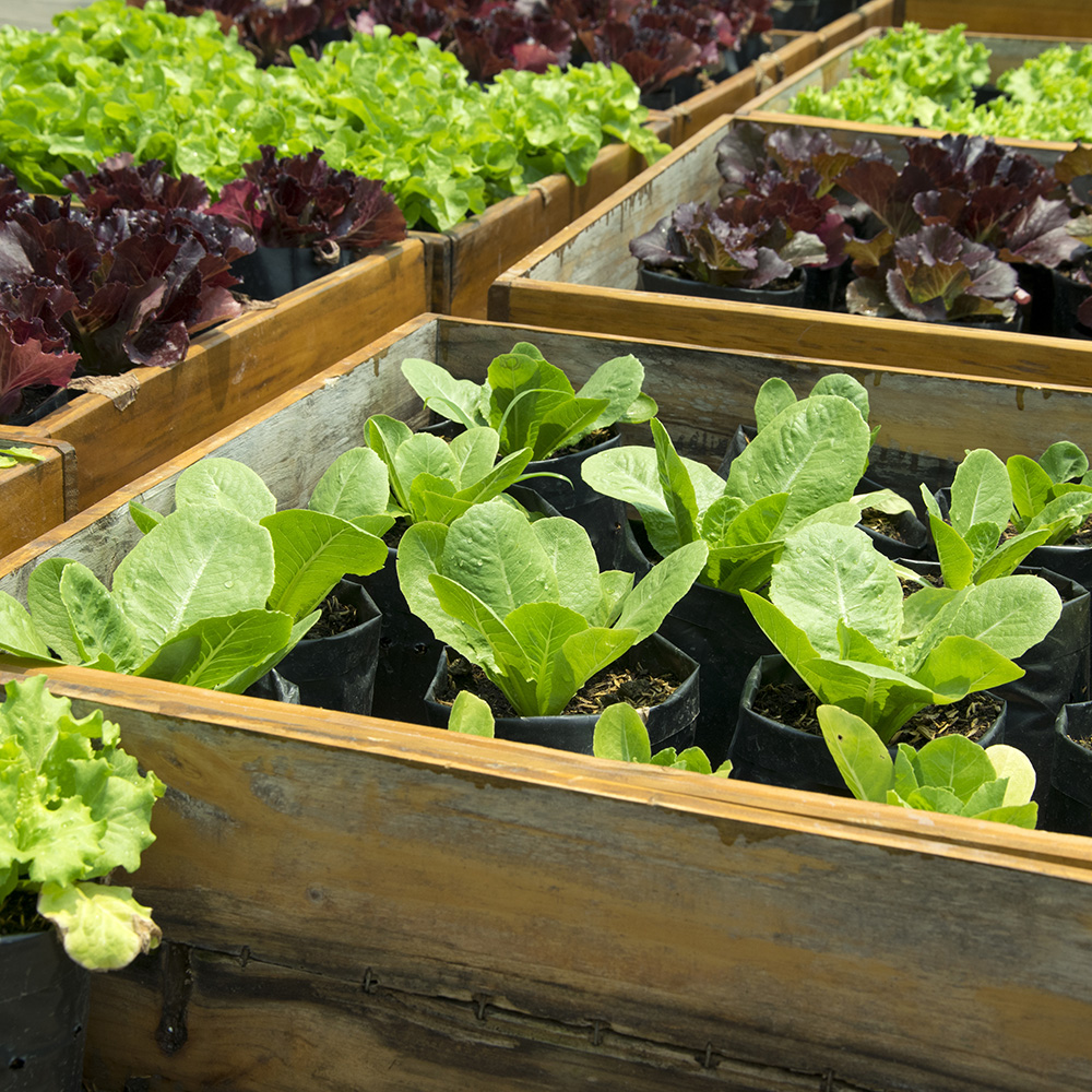 Fresh lettuce growing in Raised Beds