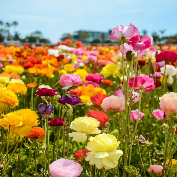 Colorful Ranunculus