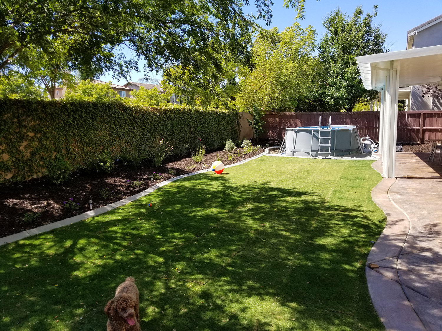 Grass, plantings and pool