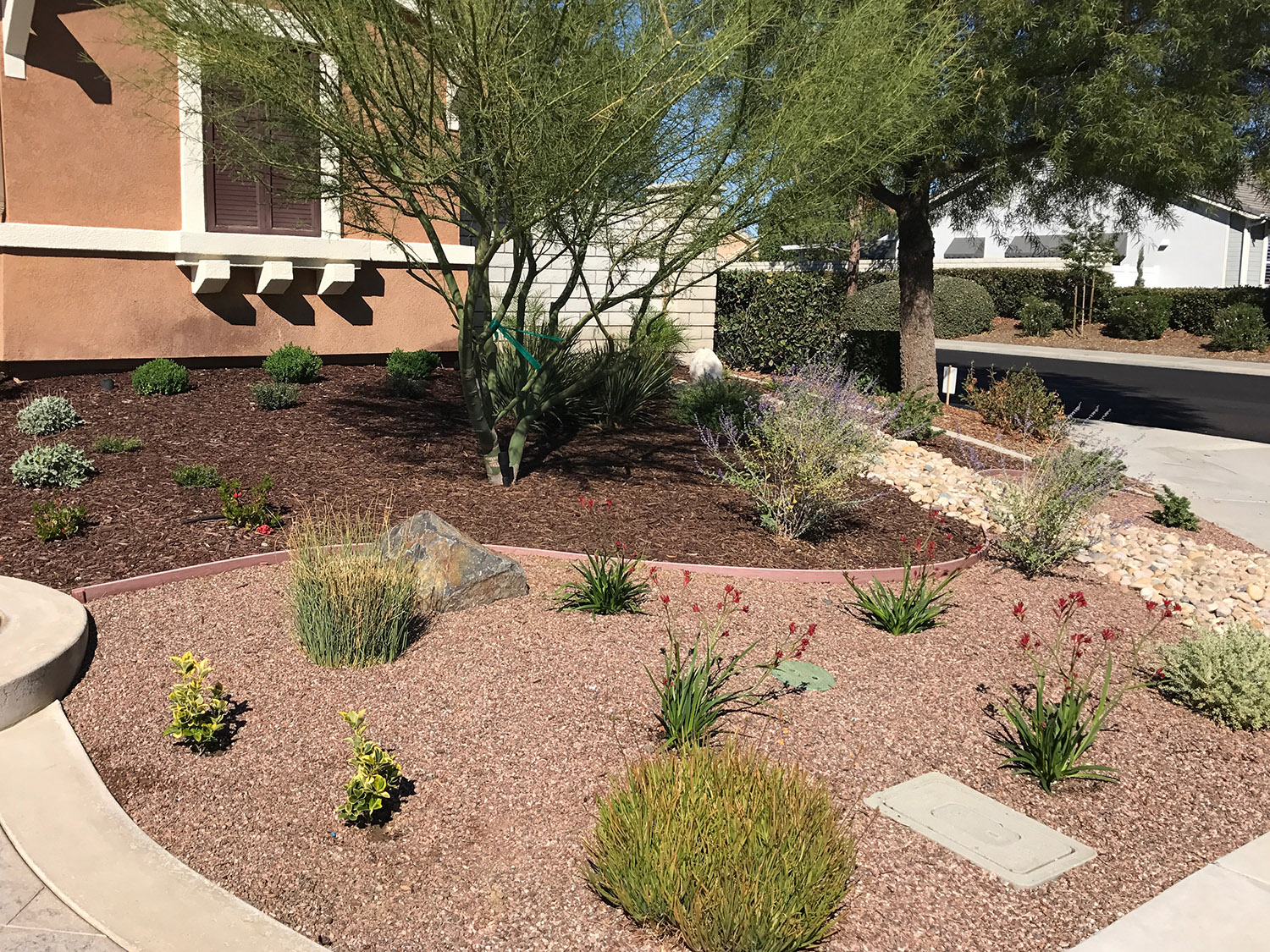 Front yard landscape with Palo Verde Tree