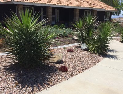Arid style front yard landscape