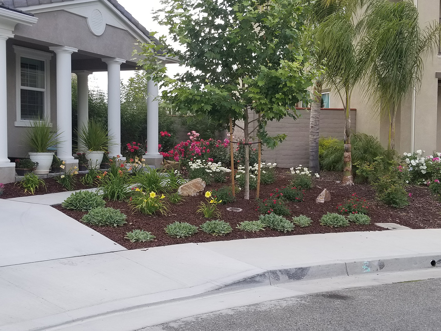 Front yard with colorful plantings