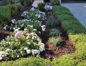 Cottage plantings in front yard