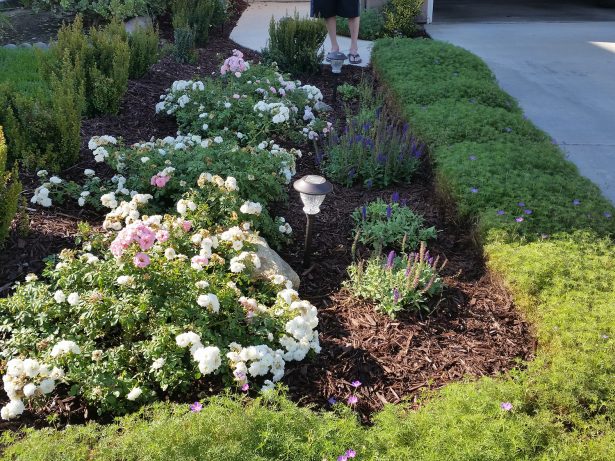 Cottage plantings in front yard