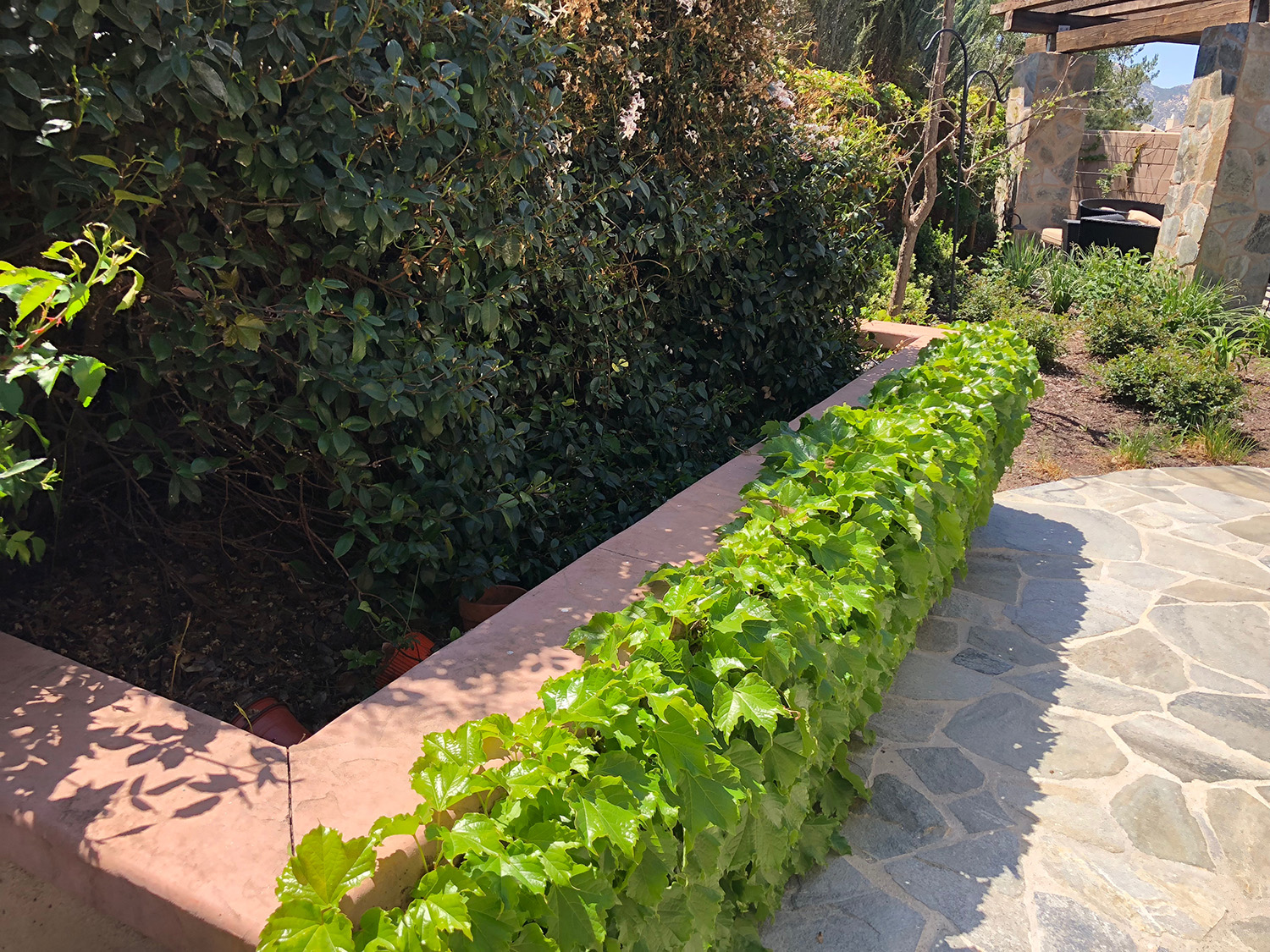 Raised planter box with Ivy plantings and flagstone walkways