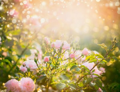 Pink pale roses bush over summer garden or park nature backgroun