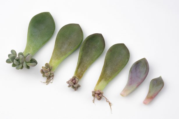 succulent cuttings