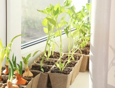 indoor food gardening