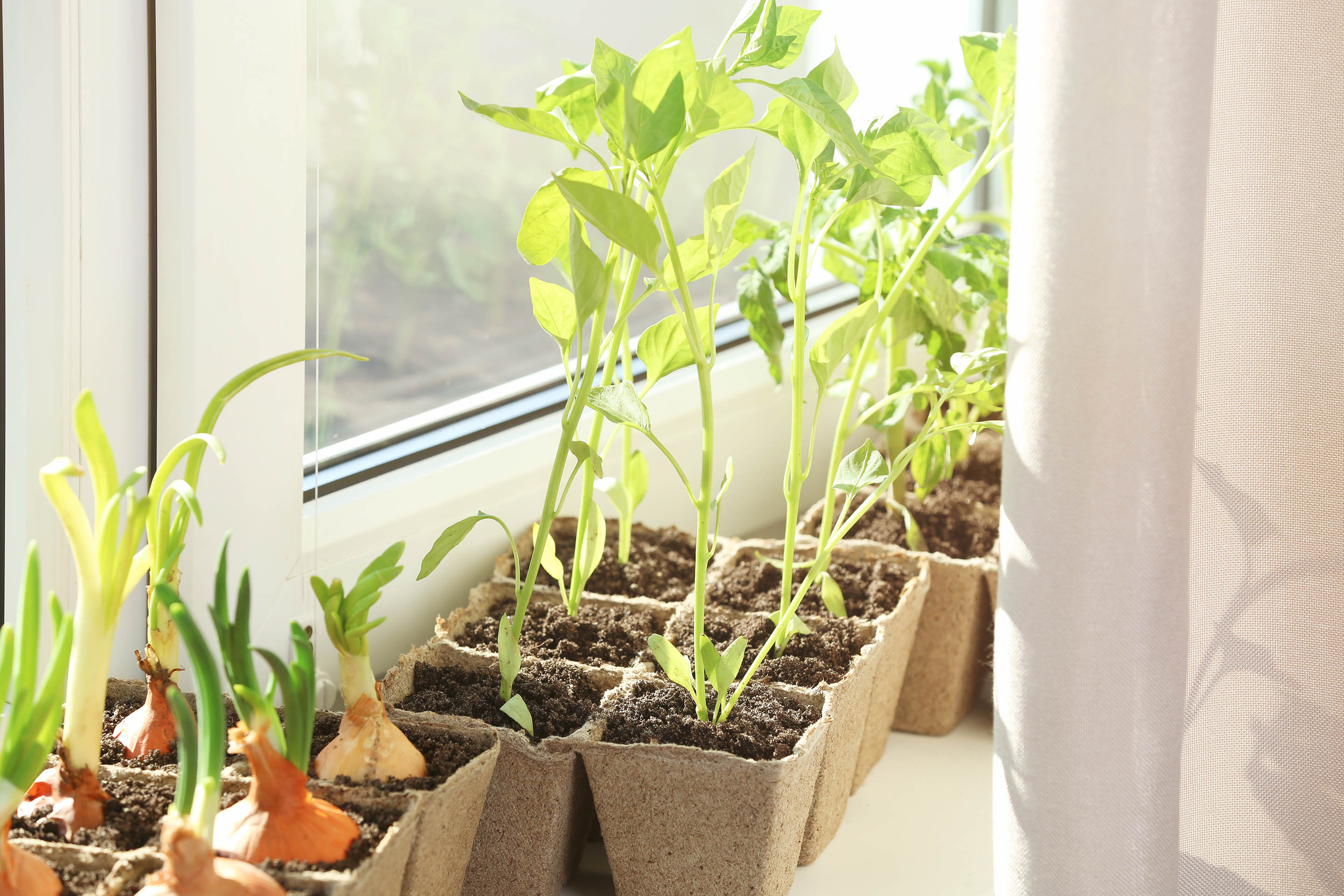 indoor food gardening