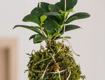 Small indoor hanging kokedama plant