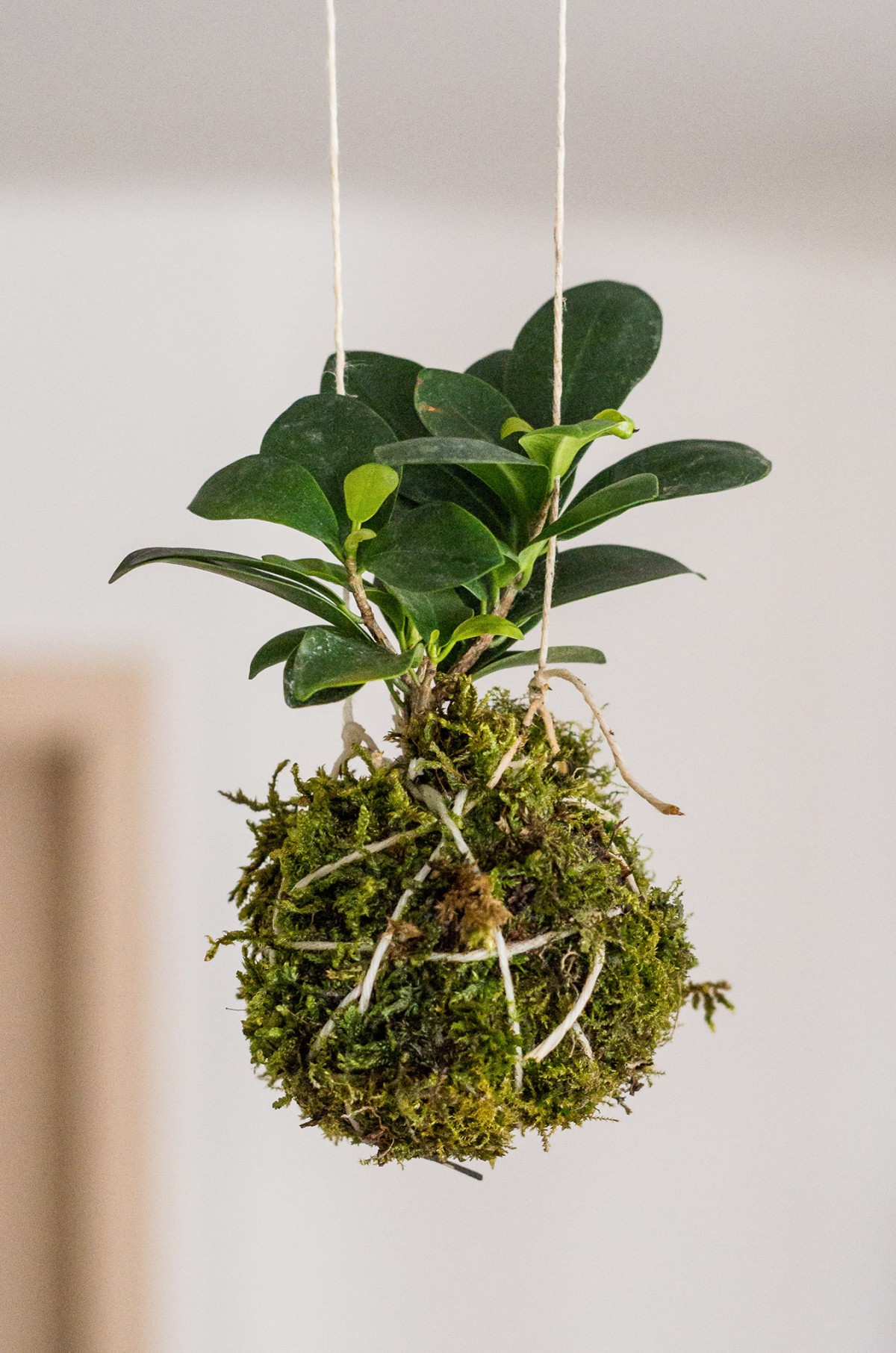 DIY Kokedama How to Make a Japanese Moss Ball Planter McCabe's Landscape Construction