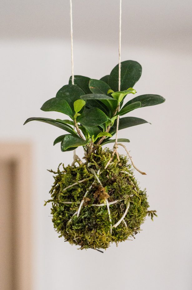 Small indoor hanging kokedama plant