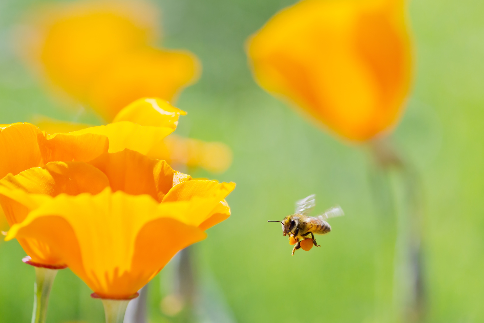 Honeybee collecting pollen from California Golden Poppy