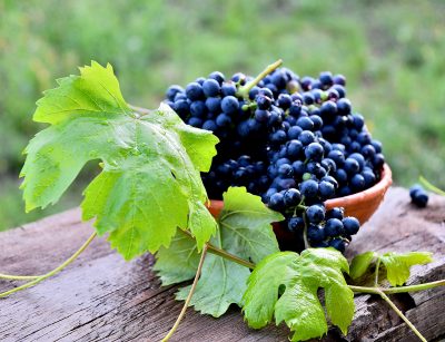 Black grapes in a ceramic plate on an old board in the garden.