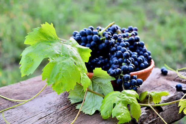 Black grapes in a ceramic plate on an old board in the garden.