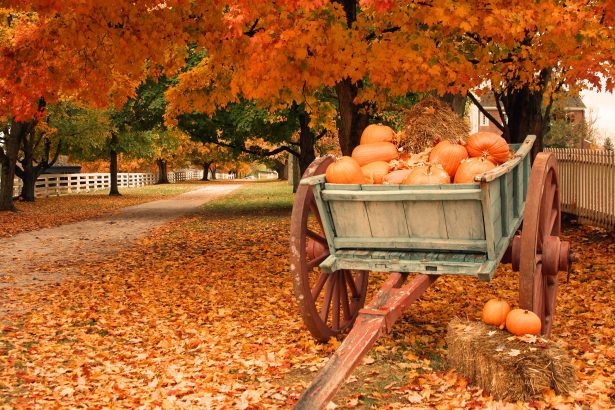 Leaves changing color in fall time.