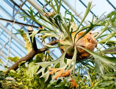 Close up photo of platycerium in greenhouse/ elkhorn fern, palms