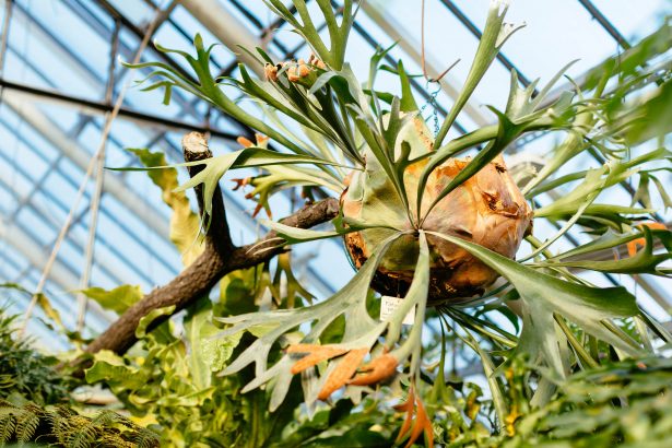 Close up photo of platycerium in greenhouse/ elkhorn fern, palms