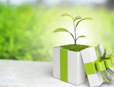 Gift box with a plant inside