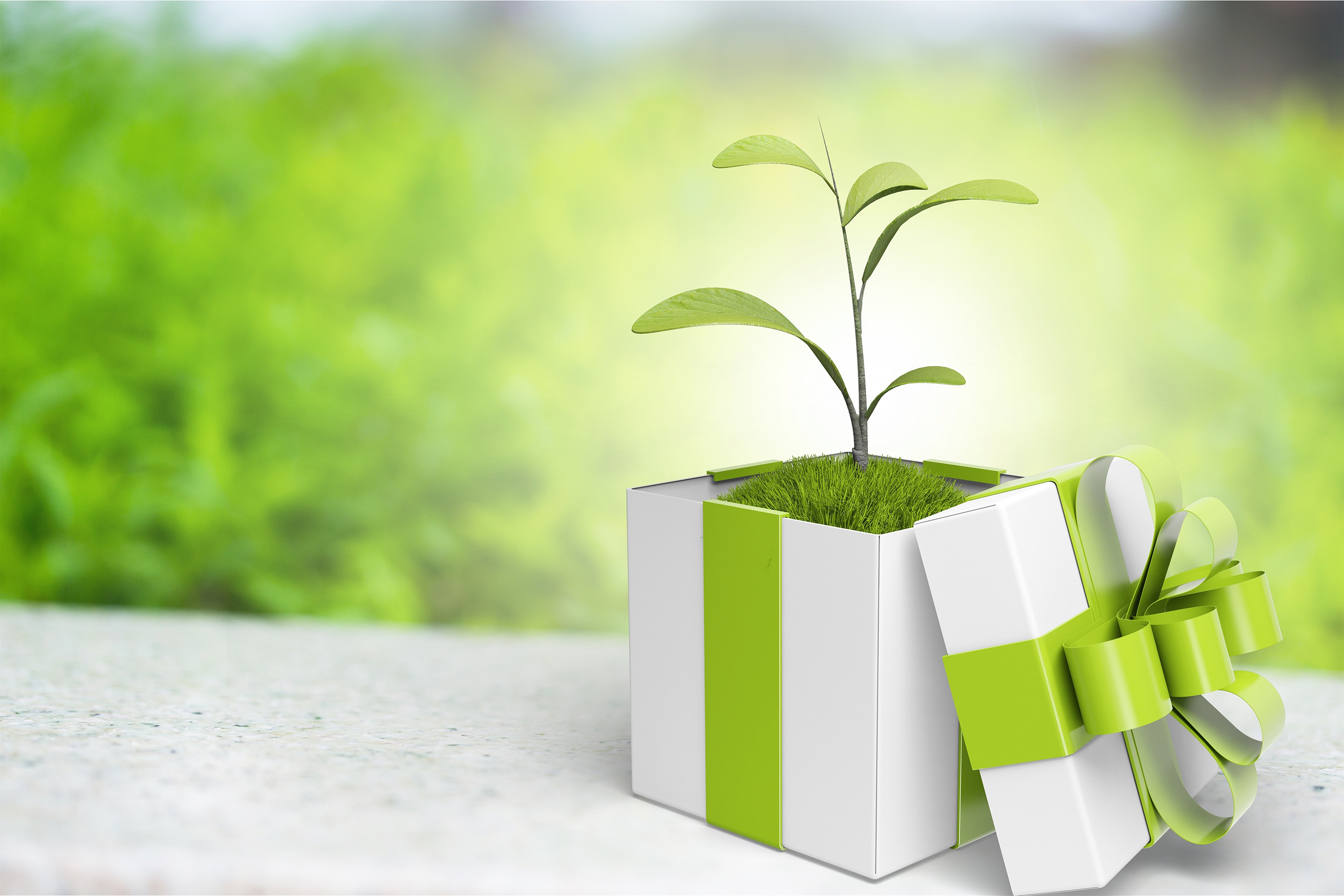 Gift box with a plant inside