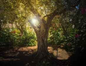 Large olive tree in the middle of a garden with the sun peaking through the branches
