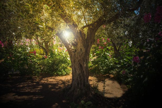 Large olive tree in the middle of a garden with the sun peaking through the branches