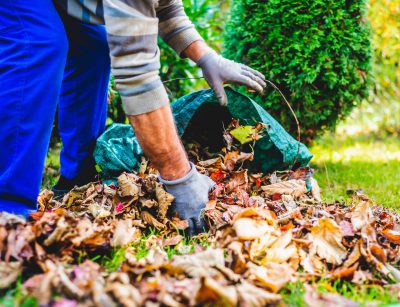 Seasonal raking of leaves in the garden. Concept of cleaning and