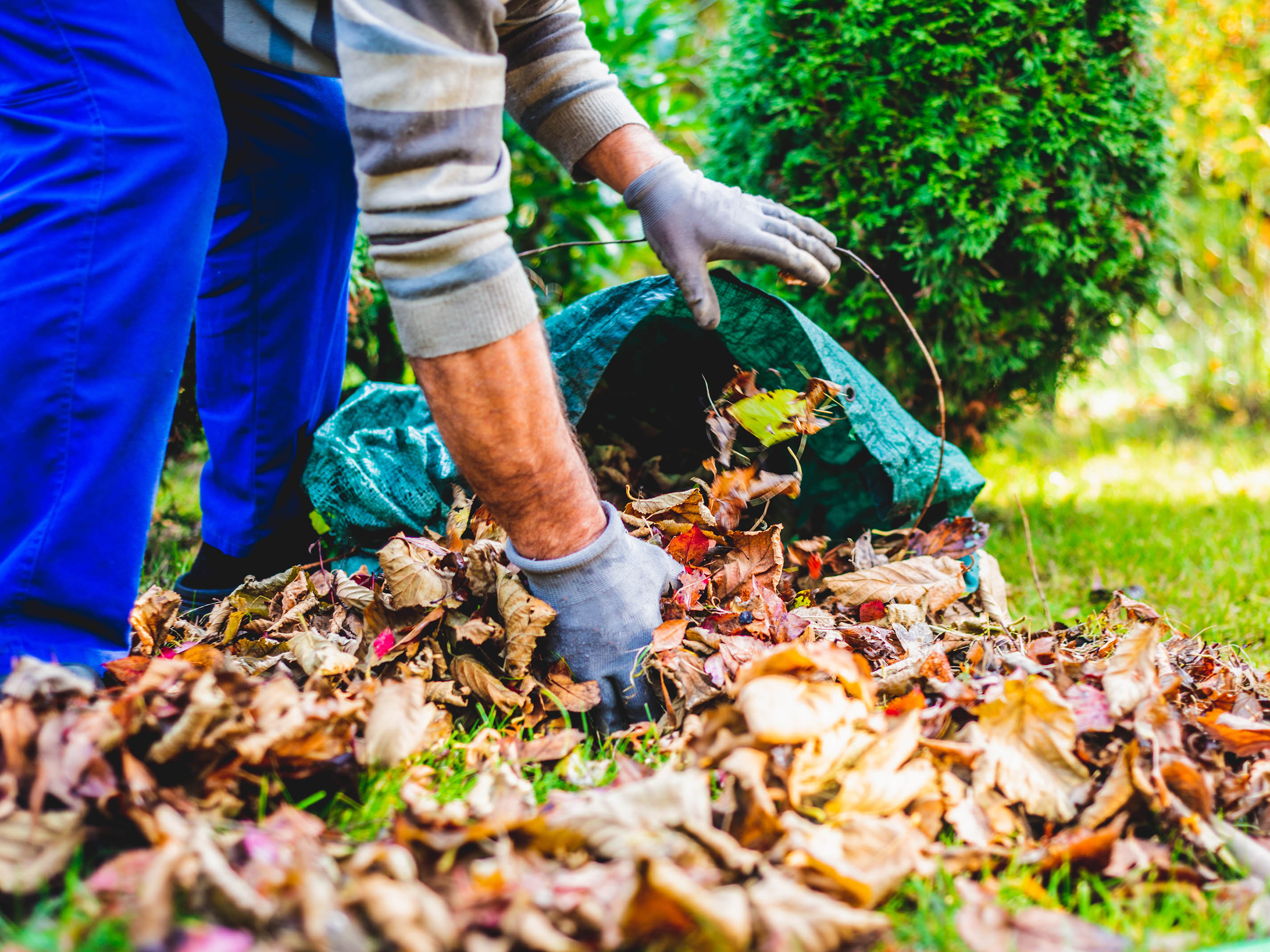 Seasonal raking of leaves in the garden. Concept of cleaning and