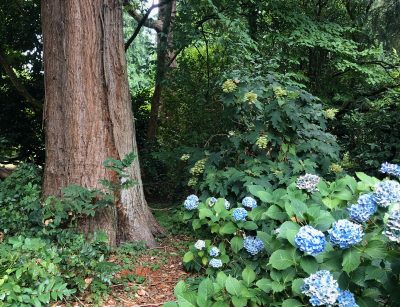 Seattle garden Redwood trees and Hydrangea