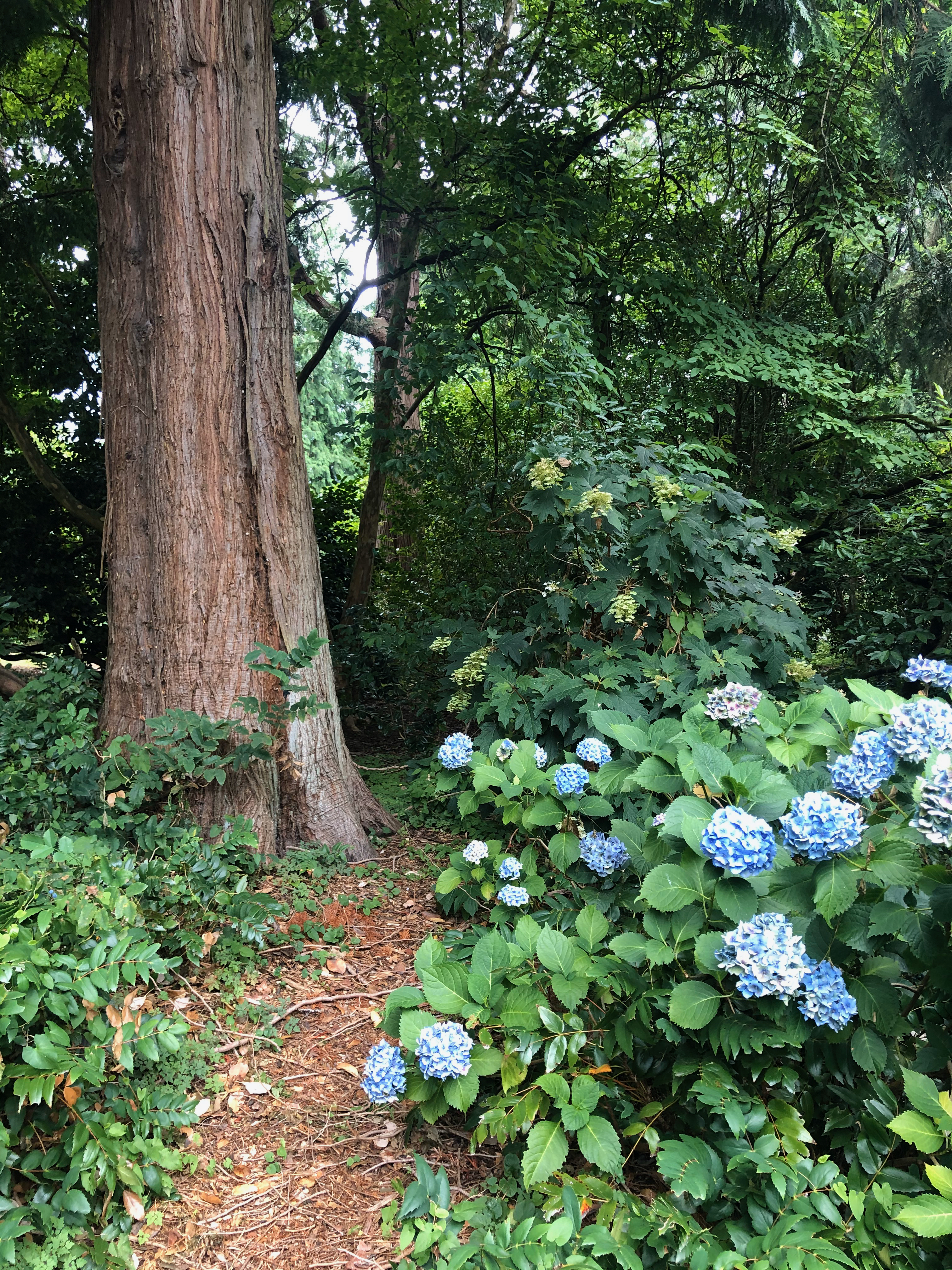 Seattle garden Redwood trees and Hydrangea