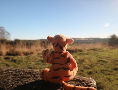 tigger looking out over ash down
