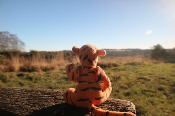 tigger looking out over ash down