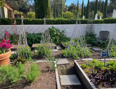 edible garden with teepees