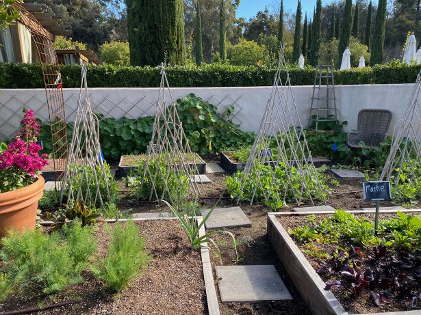 edible garden with teepees