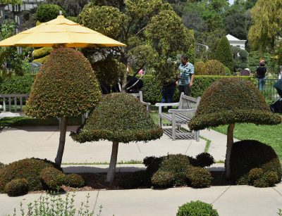 topiary plants