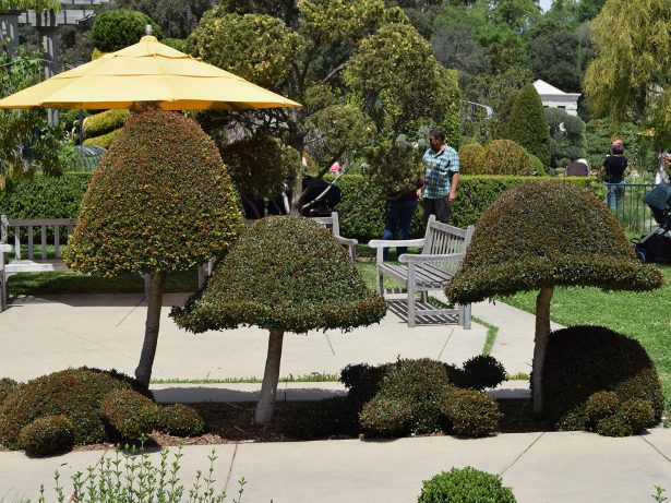 topiary plants