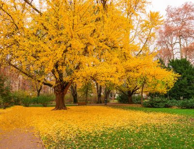 Gingko tree during autumn just before losing leaves