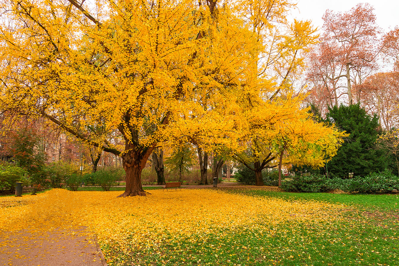 Gingko tree during autumn just before losing leaves
